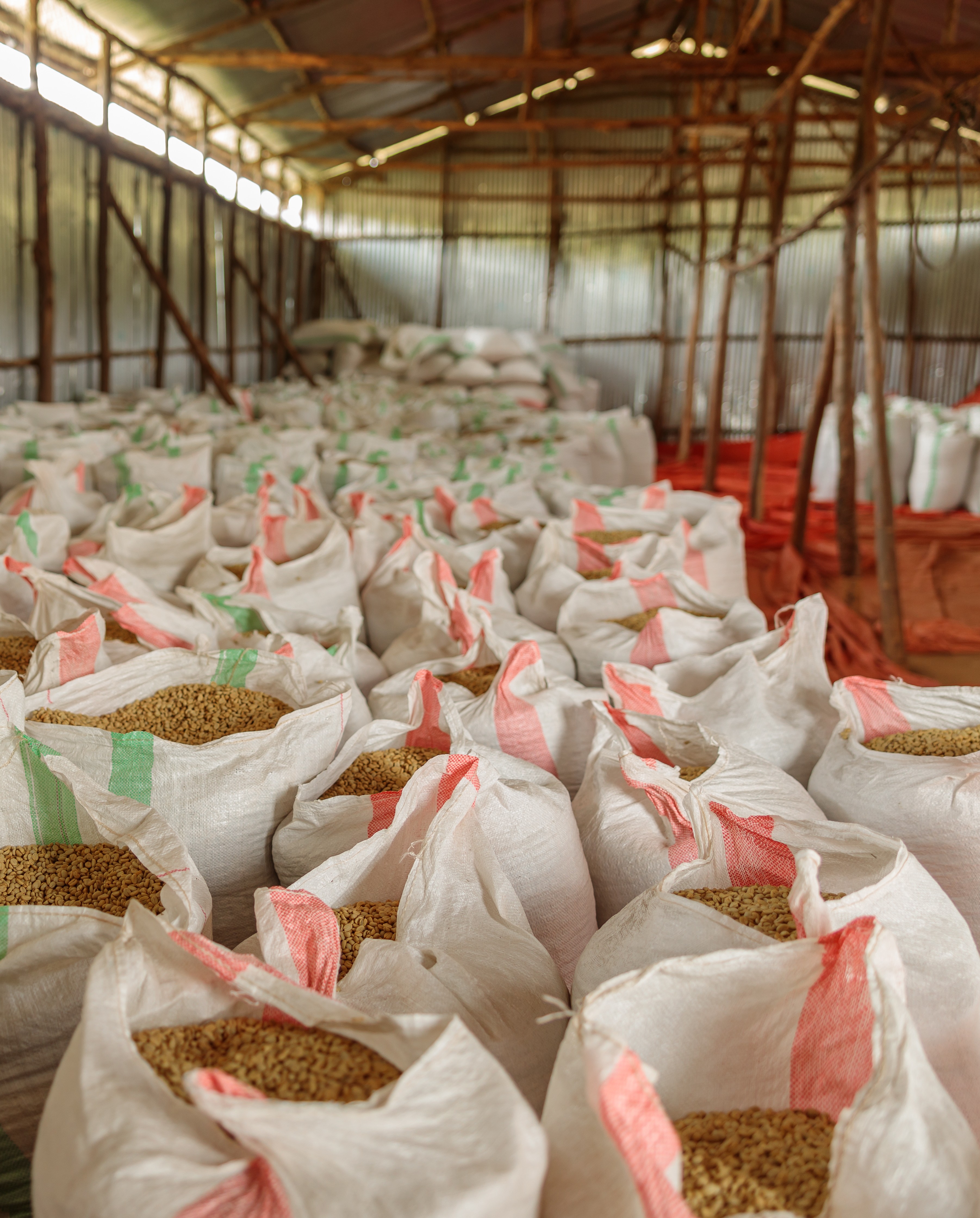 open bags of coffee beans ready for export